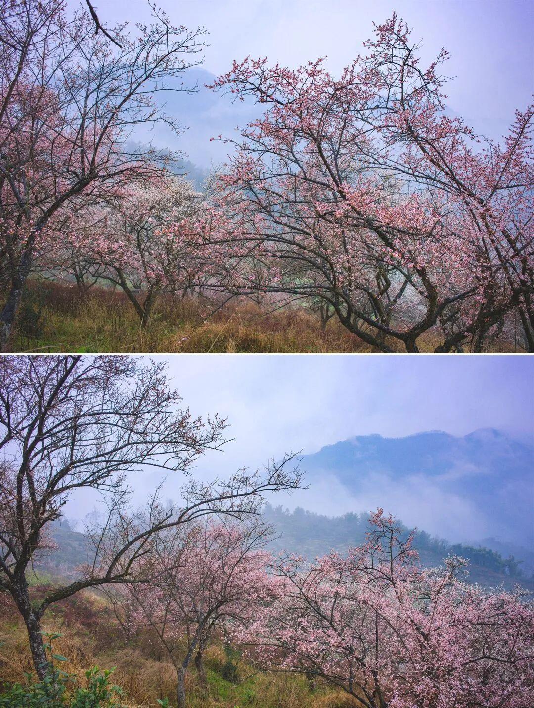 成都2021春节赏花游玩的地方(成都旅游花海) - 九五城市信息网