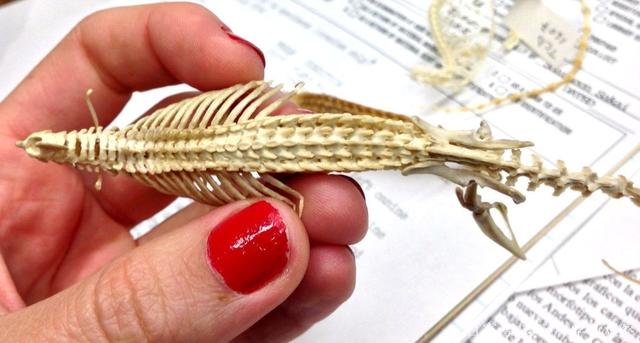 老鼠长什么样子，老鼠长什么样子(文字)（每分钟心脏能跳1200下）