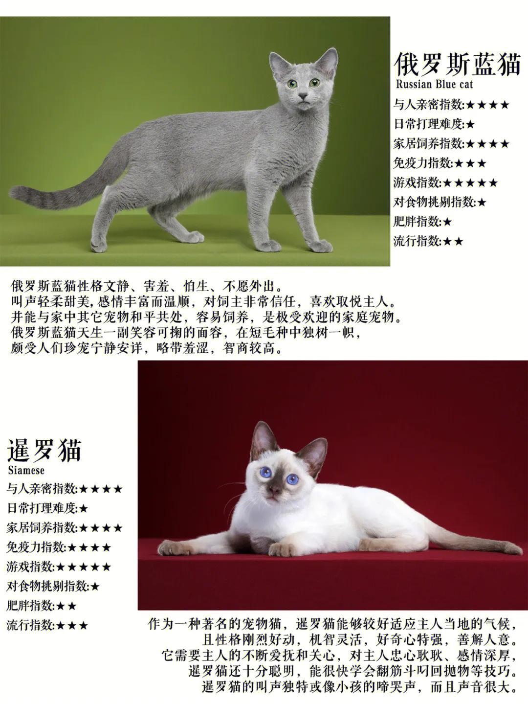 异国短毛猫多少钱 短毛猫价格多少钱一只