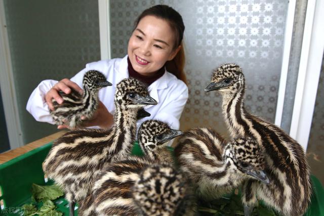 养鸵鸟的养殖方法，能取得不错的经济效益