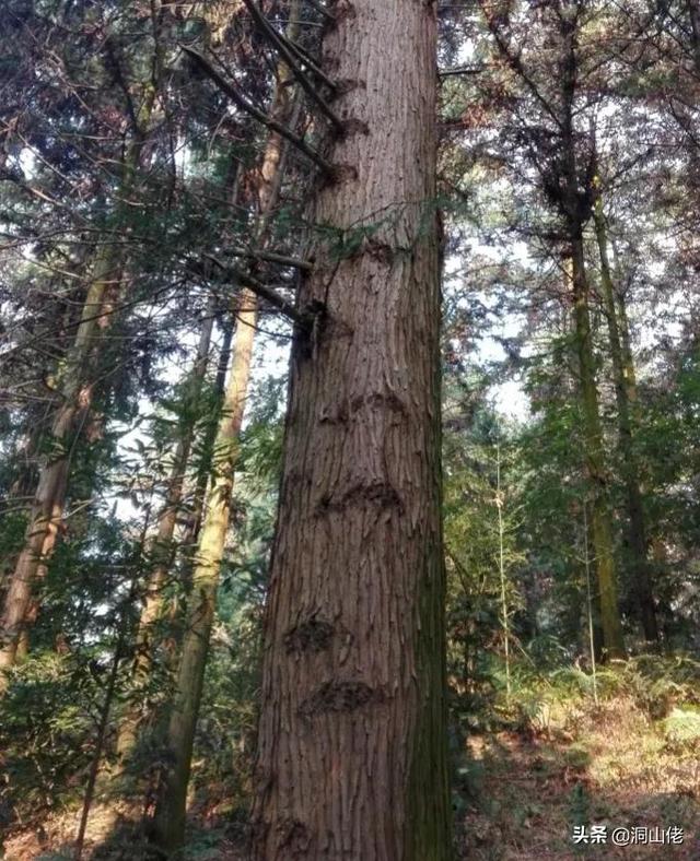 常见的杉树有几种，盆景杉树的种类名称（曾经被农民视为“摇钱树”的杉树）