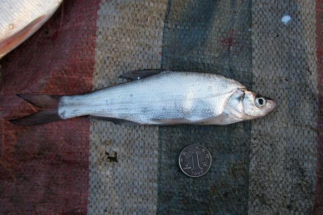 白色的鱼是什么鱼，白色的观赏大鱼是什么鱼（黑龙江鱼类之“三十二杂鱼”图谱）