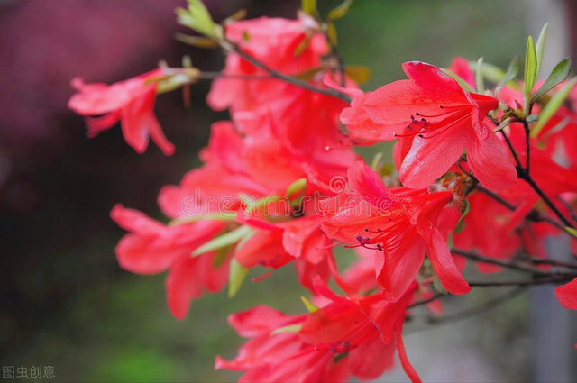 花配什么文案比较好，花配什么文案比较好听（人间最美花相伴）