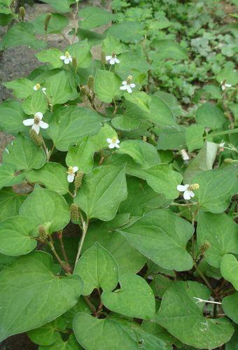 鱼腥草的主要成分和用途