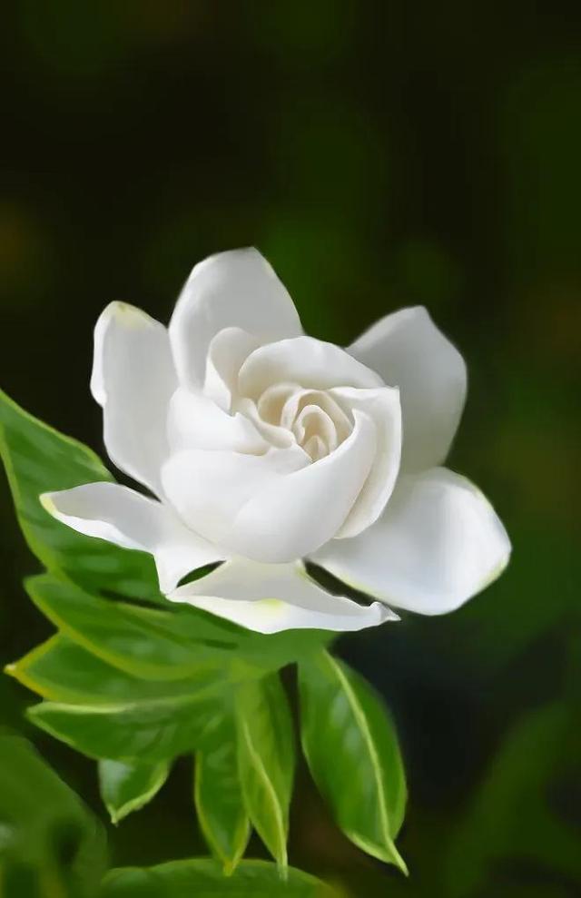 栀子花的象征寓意是什么,栀子花的象征寓意是什么意思(栀子花的花语是