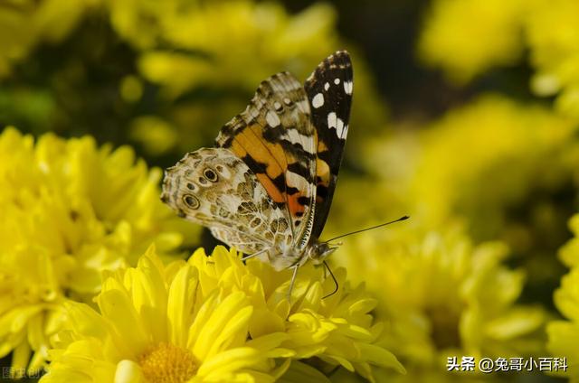 蝴蝶生活习性，蝴蝶王国（蝴蝶的生活环境和特点）
