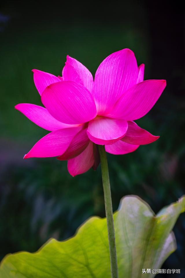 荷花拍照10个技巧，帮你把荷花拍得不一般