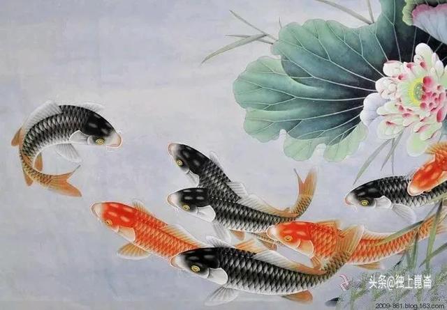 九鱼荷花图玄关忌讳,玄关荷花九鱼图图片大全( 精美九鱼图>年年有鱼)
