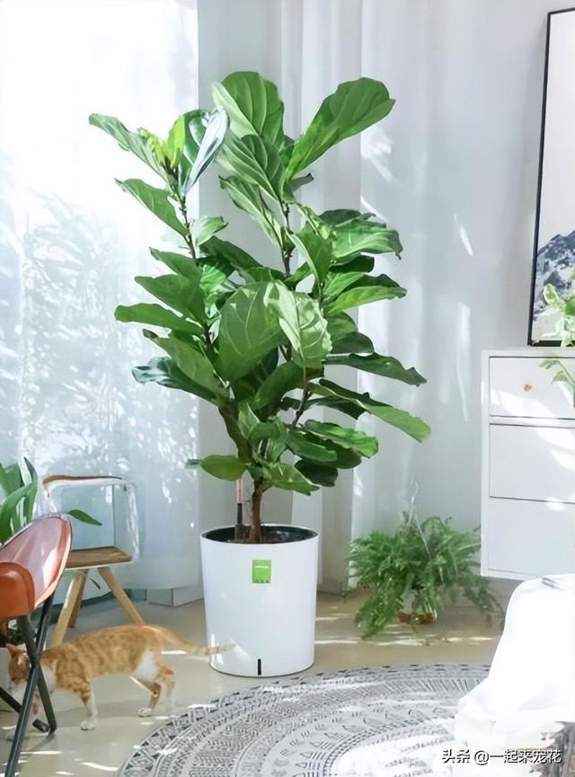 植物的叶子还有什么作用，植物的叶子还有什么作用和功能（5种叶子好看的植物）