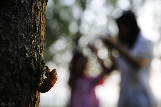 蝉怎么炒才好吃，蝉炒来吃有什么好处（不能错过的夏日应季美食——知了猴）