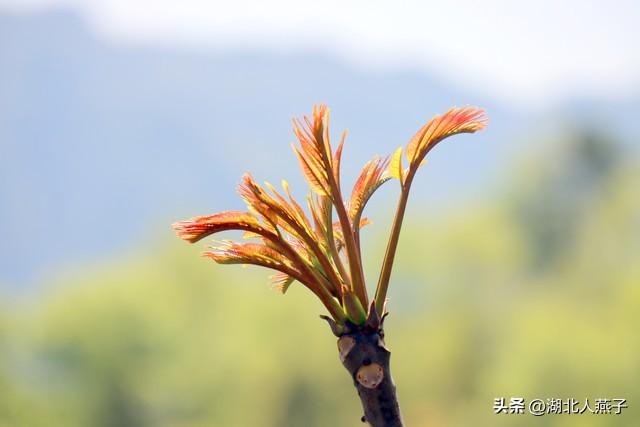菜图片大全大图，饭店菜谱大全带图片（这43种时令野菜大量生长出来）