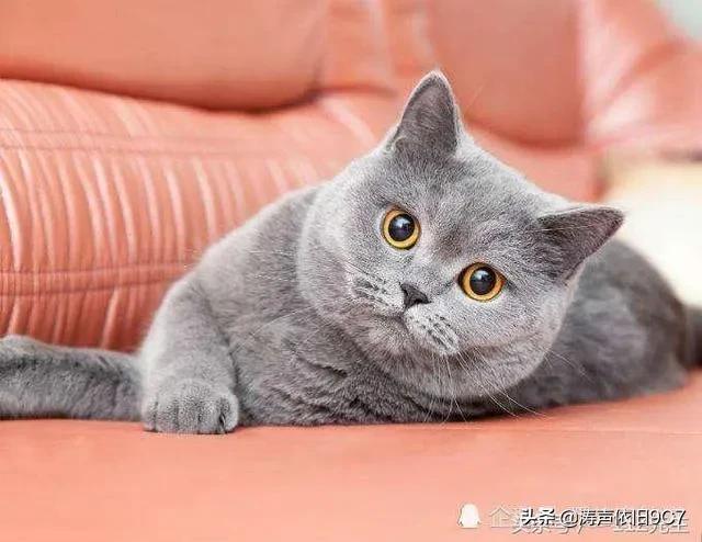 世界上最美的猫咪，世界上最美的猫咪图片（最漂亮的猫）