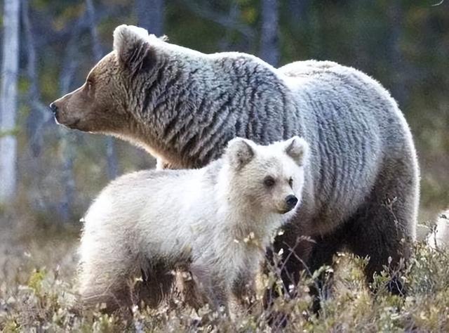 南极有熊吗,南极有没有南极熊(后代变成耐高温的"短毛熊")