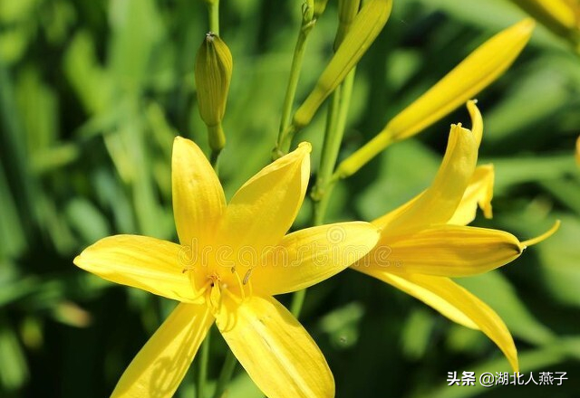 农村100种野菜图片，农村100种常见野菜（让你轻松认识各种野菜和吃法）