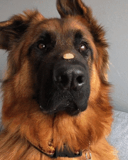 最安静的狗排行，适合家养的安静的狗狗（推荐7种很“通人性”的狗狗）