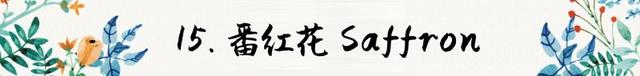 迷迭香是什么，西餐中常用的15种香料和香草（迷迭香是什么时候出的）
