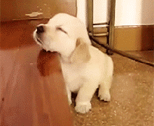 拉布拉多怎样区分赛级和宠物犬，拉布拉多怎样区分赛级和宠物犬的（纯种的“拉布拉多犬”）