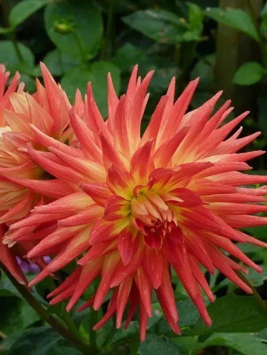 向日葵泰迪熊种子，夏天收获一片花海