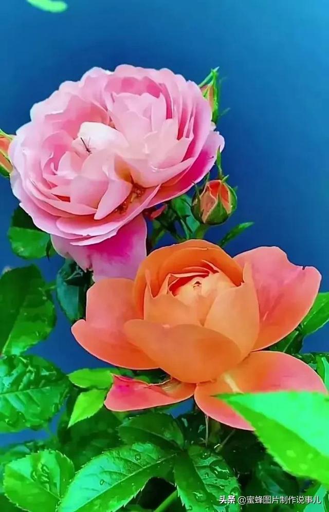 美图，可做壁纸，可以做壁纸的图片 唯美（愿你的生活像花一样灿烂）