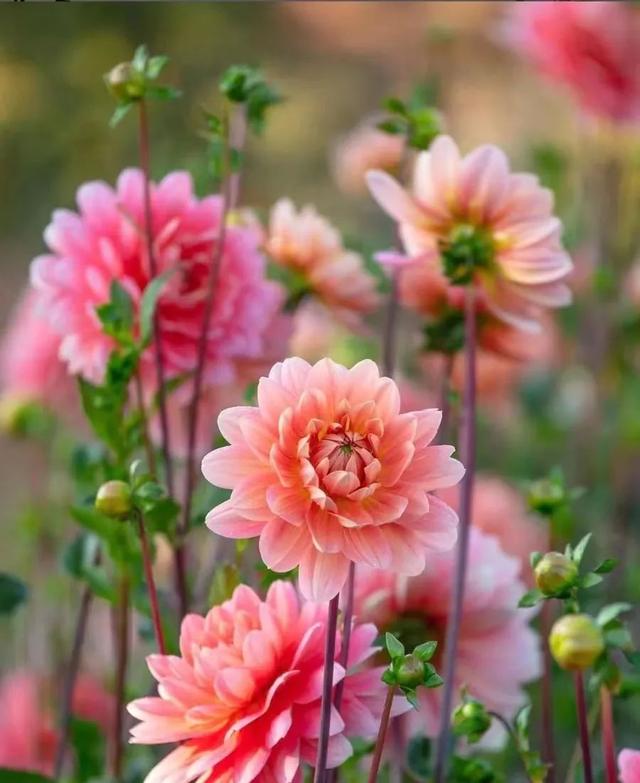 春天开的常见的花，春天开的常见的花图片（超齐全的播种时间表）