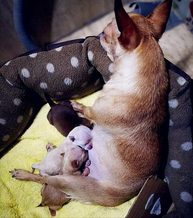 吉娃娃好养吗,"白送"给我都不要(泰迪和吉娃娃哪个好养)