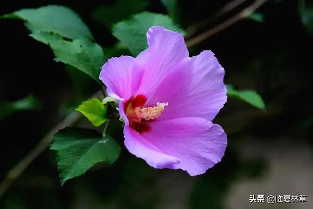 木槿花开唯美诗句，朝开暮落话枯荣