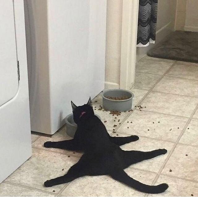 可爱猫，可爱猫咪名字（歪果网友分享各种古怪可爱的小猫咪图片）