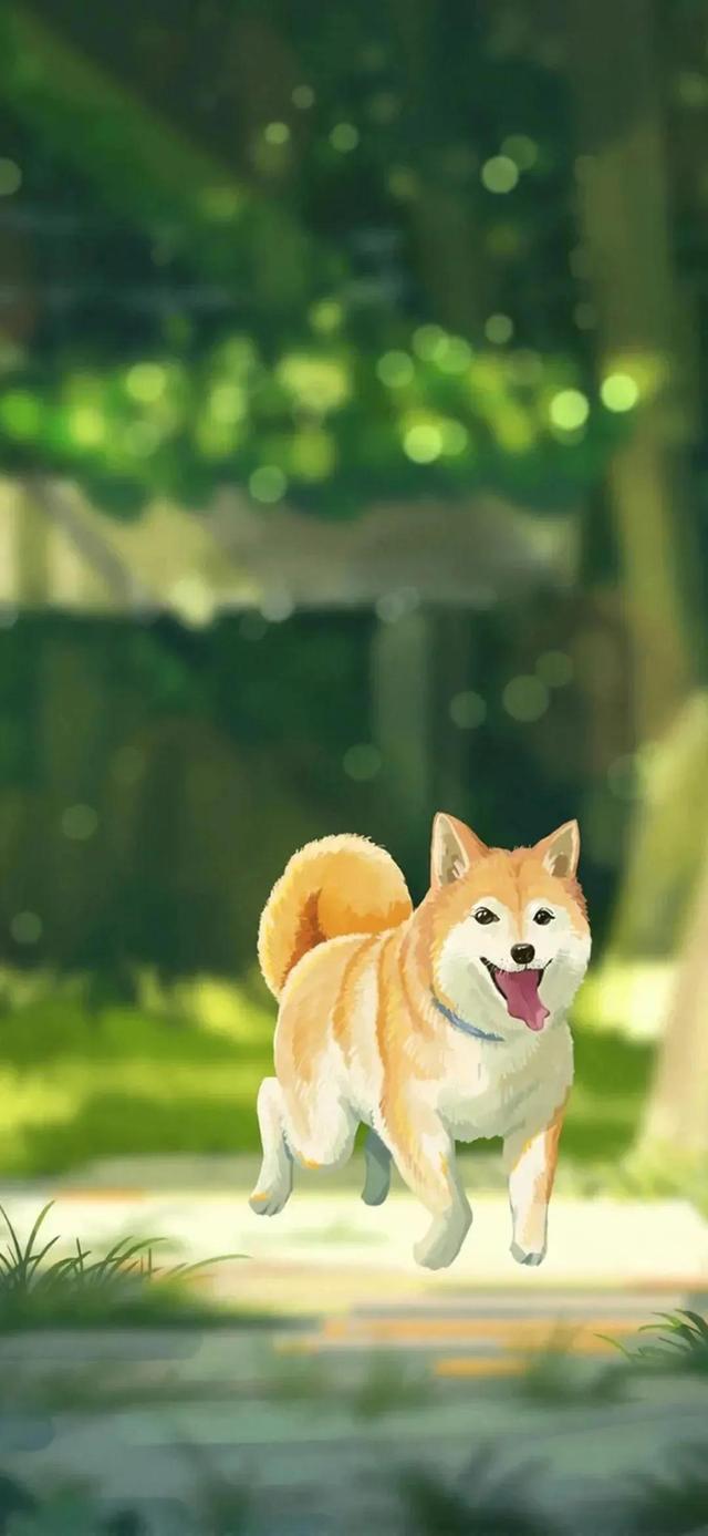 狗狗图片大全大图，茶杯犬图片（茶杯犬图片）