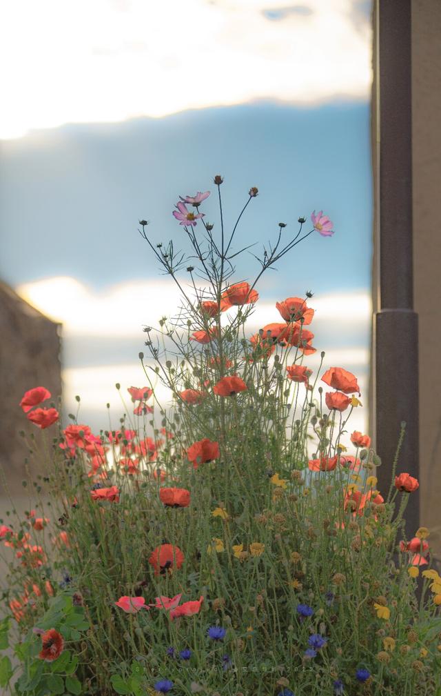 给你花花，给你花花表情包可爱（送你一朵花花图片）