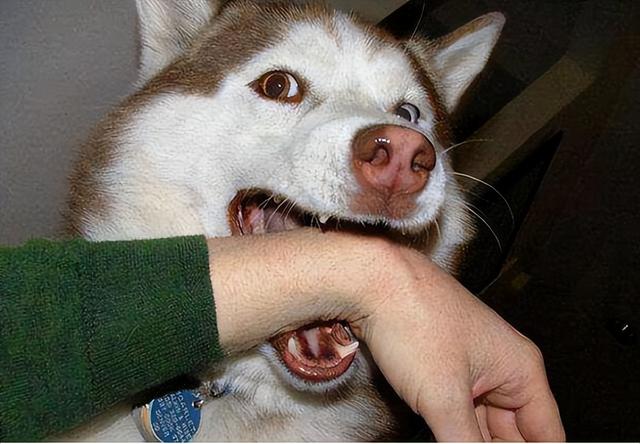 为什么狗狗喜欢舔脚还不让碰脚，狗狗啃你“手跟脚”的原因