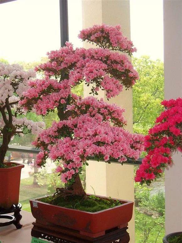 春节花卉品种大全大图，春节遇花期，五彩斑斓过新年