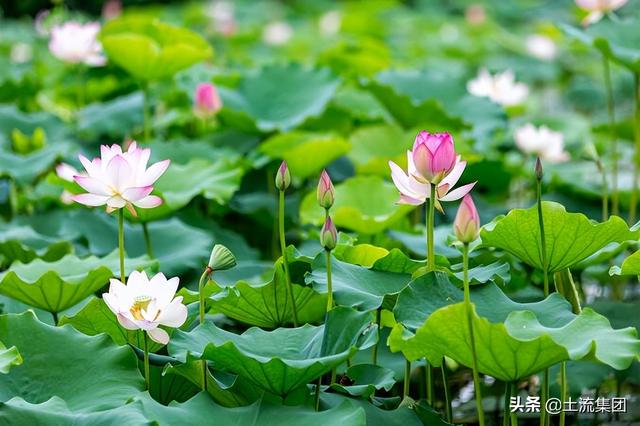 2022年夏至日出时间和日落时间分别是多少 夏至日出日落时间计算，2022年夏至日出时间和日落时间分别是多少（2022年夏至时间具体是几月几号几点几分）