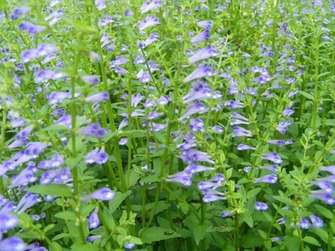 近些年市场对半枝莲的需求量增加,靠野生的半枝莲不能满足人们的需求