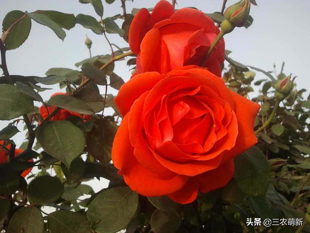 月季花的生长过程，月季从播种到发芽、长叶、开花的全过程（附带图片大全和种植方法）
