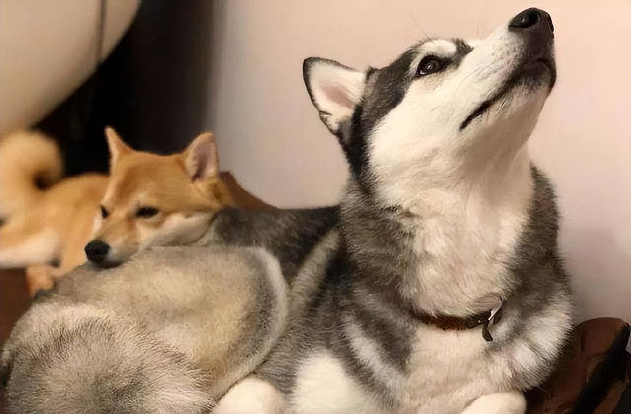 狗狗趴在我身上很快就能睡着，狗狗趴在我身上很快就能睡着为什么（真的是因为爱你吗）