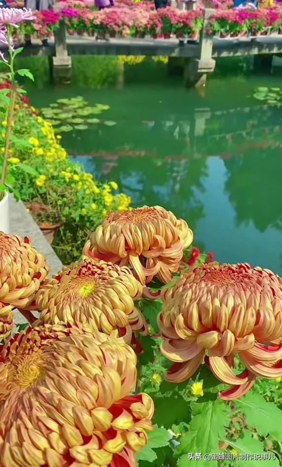 美图，可做壁纸，可以做壁纸的图片 唯美（愿你的生活像花一样灿烂）