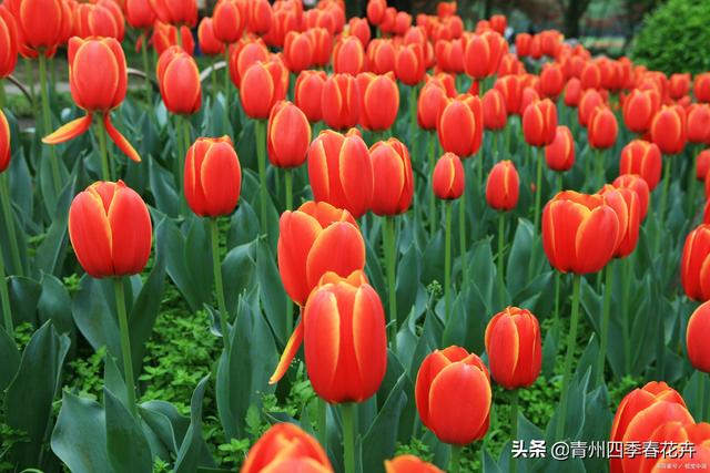 春天开的花有哪些，花名、颜色（每一个品种都能开成花海景观）