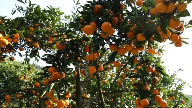 咸鱼翻身的典故，咸鱼翻身的典故是什么（民间故事：“咸鱼”也能翻身）