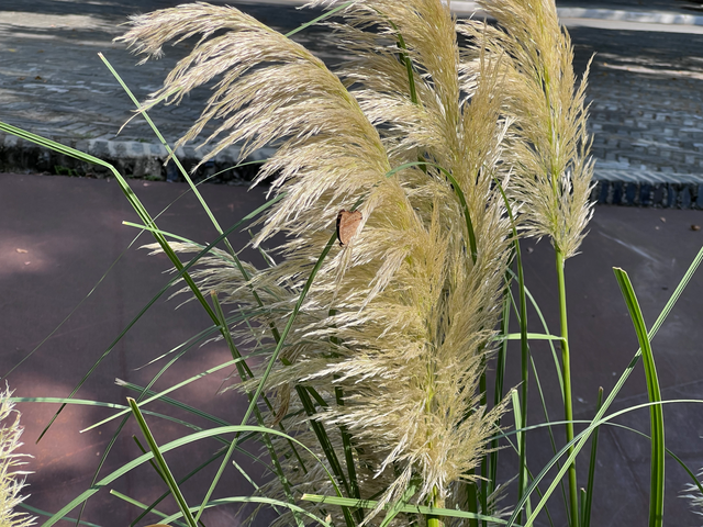 手机wifi有个感叹号怎么解决，手机网络有个感叹号怎么办（我后悔买iPhone）