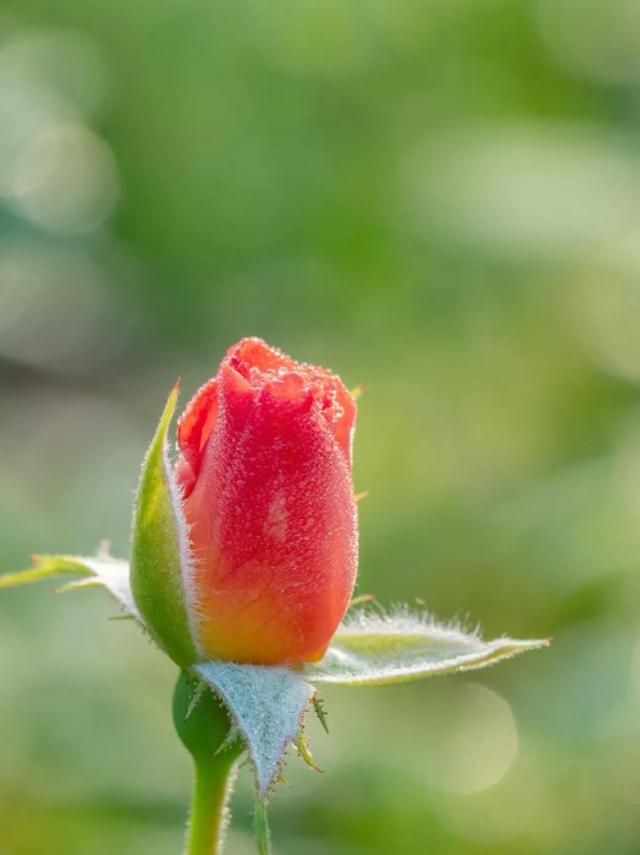 月季花语，月季花花语及寓意（月季花与玫瑰花的区别）