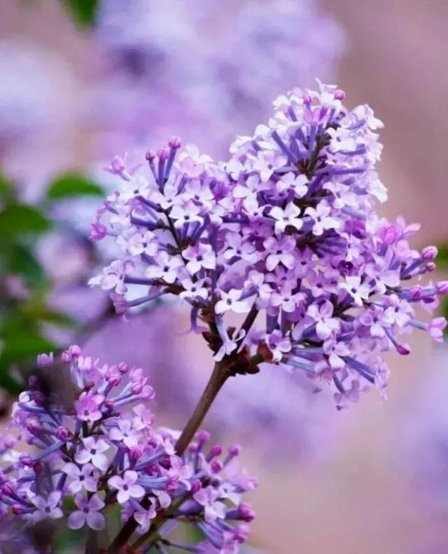 繁花似锦下一句是什么，一路繁花似锦下一句是什么（美醉你的心田）