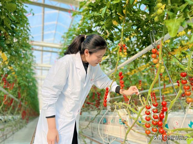人工智能温室大棚，这个智能温室不一般