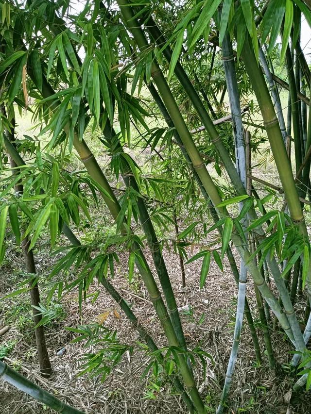 写给老师的一封信，写给老师的一封信怎么写（给老师的一封信）