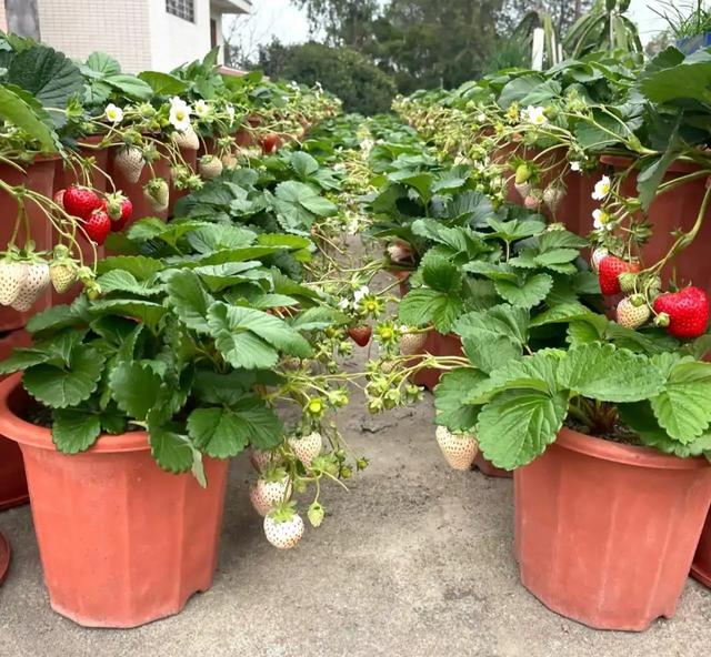 东阳台适合哪些开花植物，东阳台适合哪些开花植物图片（100种花能养在阳台上）