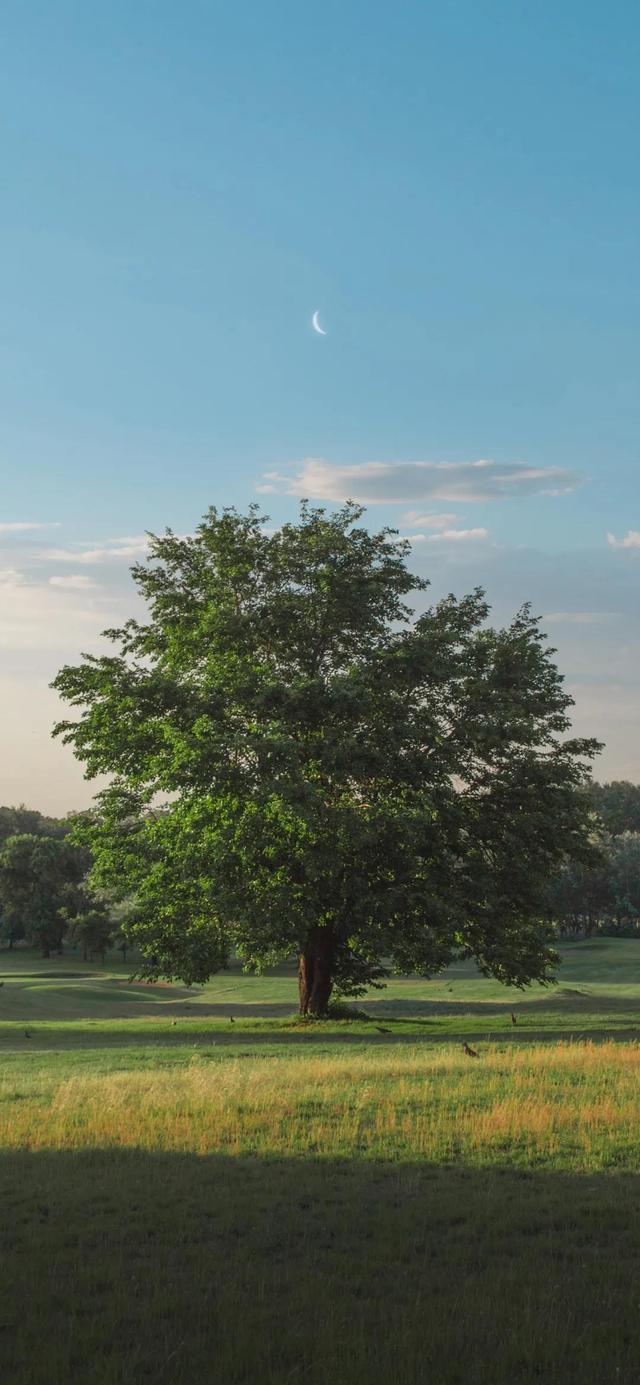 另一种灿烂人生，失恋后活出了另一种灿烂人生的星座（壁纸，灿烂人生）