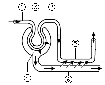 近心端和远心端示意图（中考生物一轮复习）