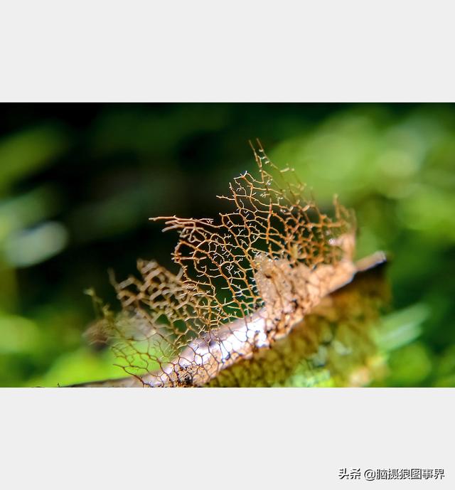 好看的图片。，好看的图片背景（实拍25张唯美的花草照片）