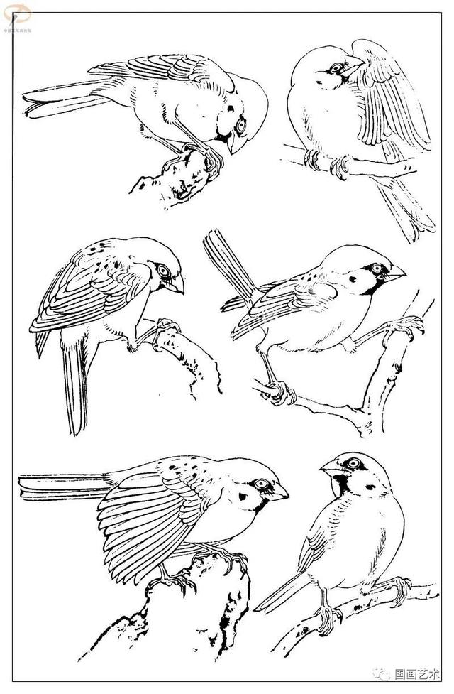火的简笔画图片，火焰怎么画简笔画图片（画鸟参考——白描麻雀百图）