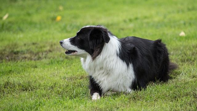 喜乐蒂犬的形态特征，喜乐蒂犬的寿命（“边牧”和“喜乐蒂”哪个好）