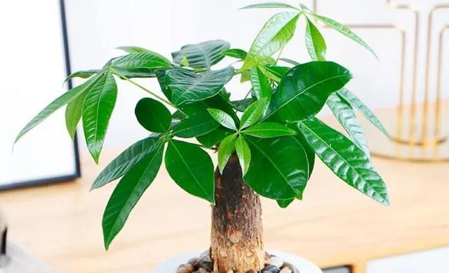 什么花代表希望，什么花代表希望和生命（最适合春节养的3种“幸运花”）